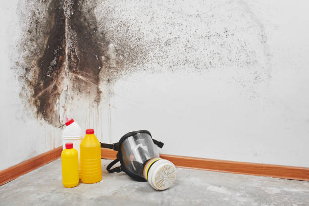 Best Mold Testing and Inspection Services in Lake City, FL