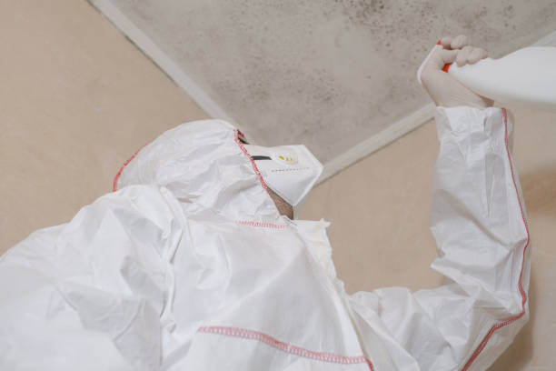 Best Emergency Mold Remediation in Lake City, FL