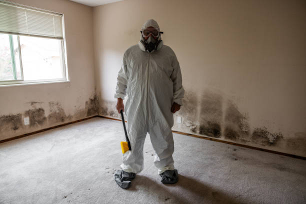 Best HVAC Mold Remediation in Lake City, FL